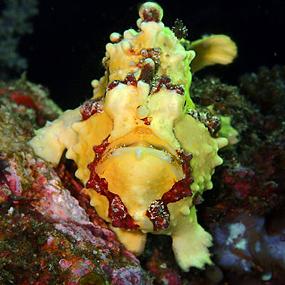 Raja Ampat 2018
